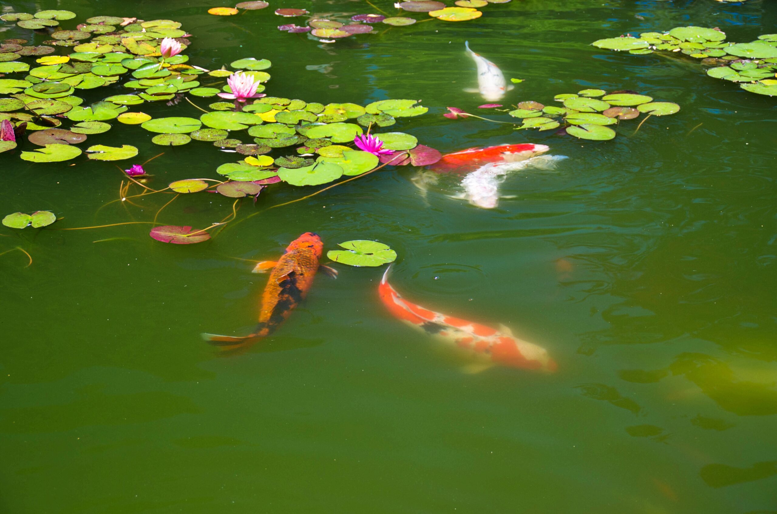 Suspended Algae | Deice Air Canada